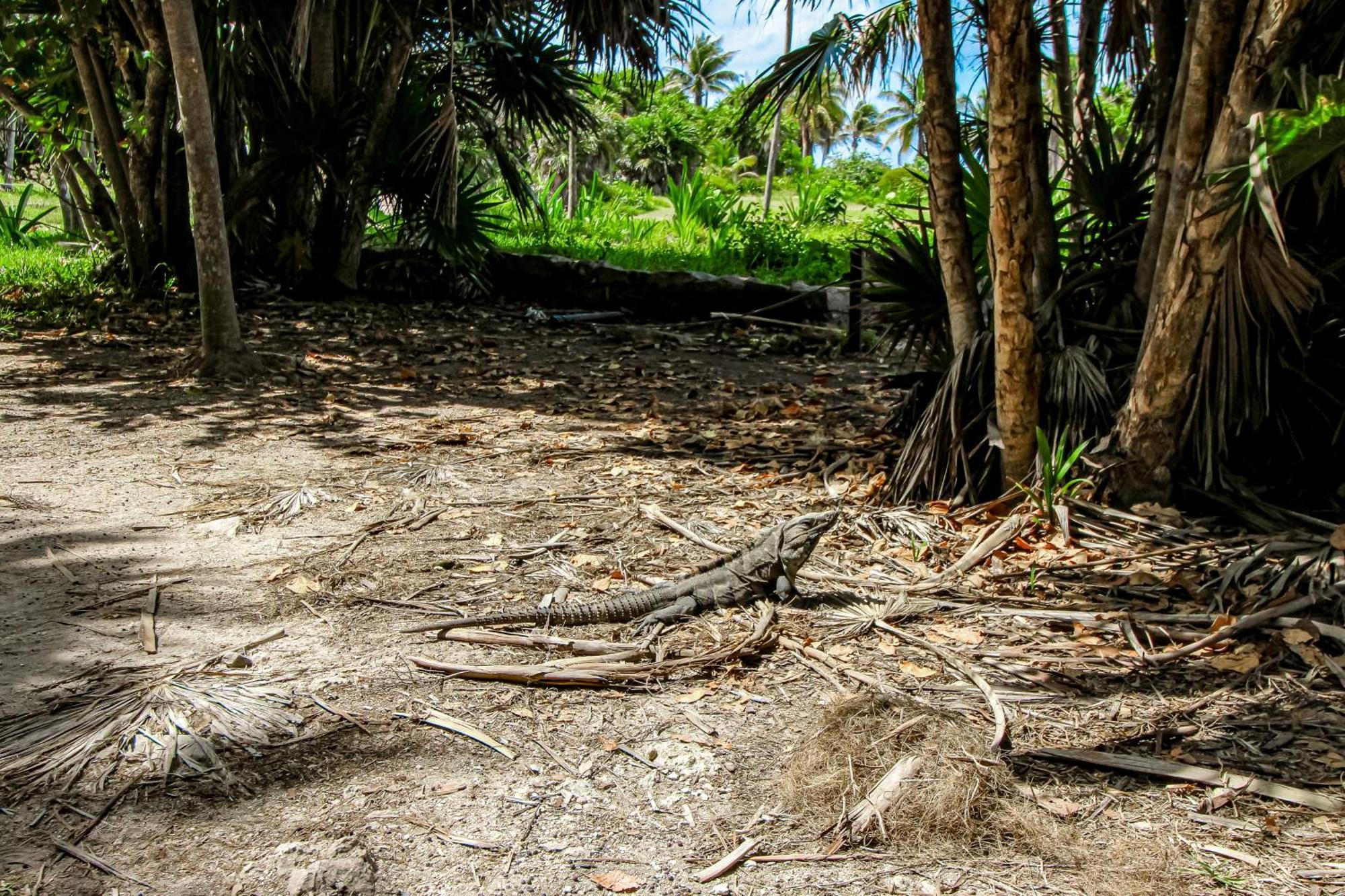 Villa Katalox At Aldea Zama Tulum Bagian luar foto